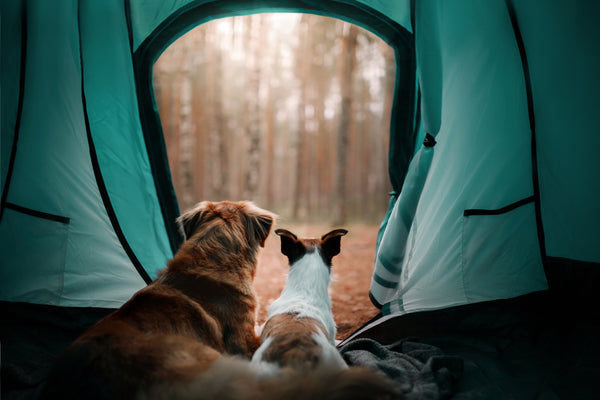 A Quick Guide to Camping With Dogs